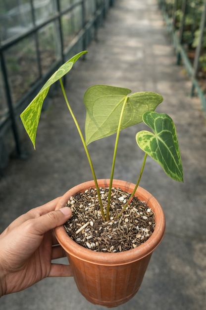 Anthurium Clarinervium Variegated