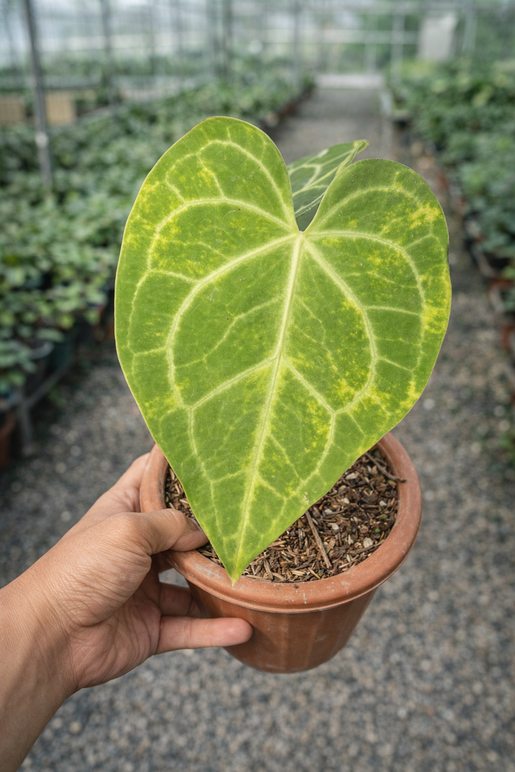 Anthurium Clarinervium Variegated