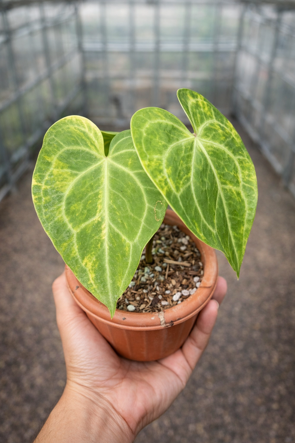 Anthurium Clarinervium Variegated