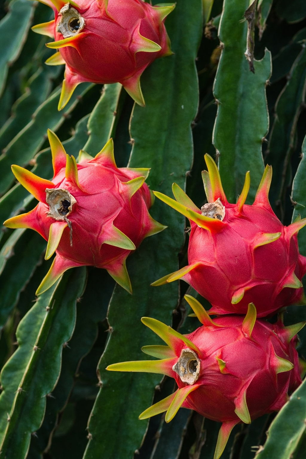 Red Dragon Fruit / Selenicereus Undatus