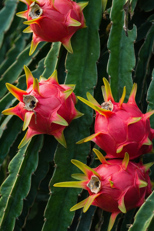 Red Dragon Fruit / Selenicereus Undatus