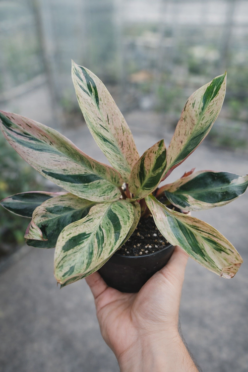 Stromanthe Thalia Multicolor