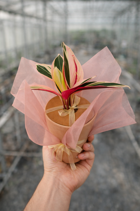 Stromanthe Thalia Triostar