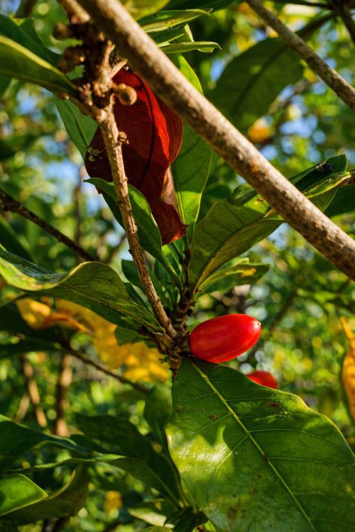 Miracle Fruit / Synsepalum Dulcificum