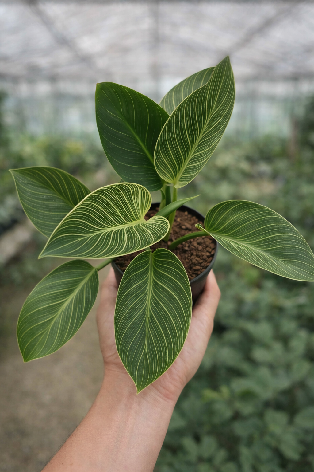 Philodendron Birkin - AroidHouse