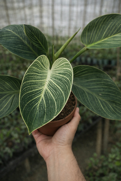 Philodendron Birkin - AroidHouse