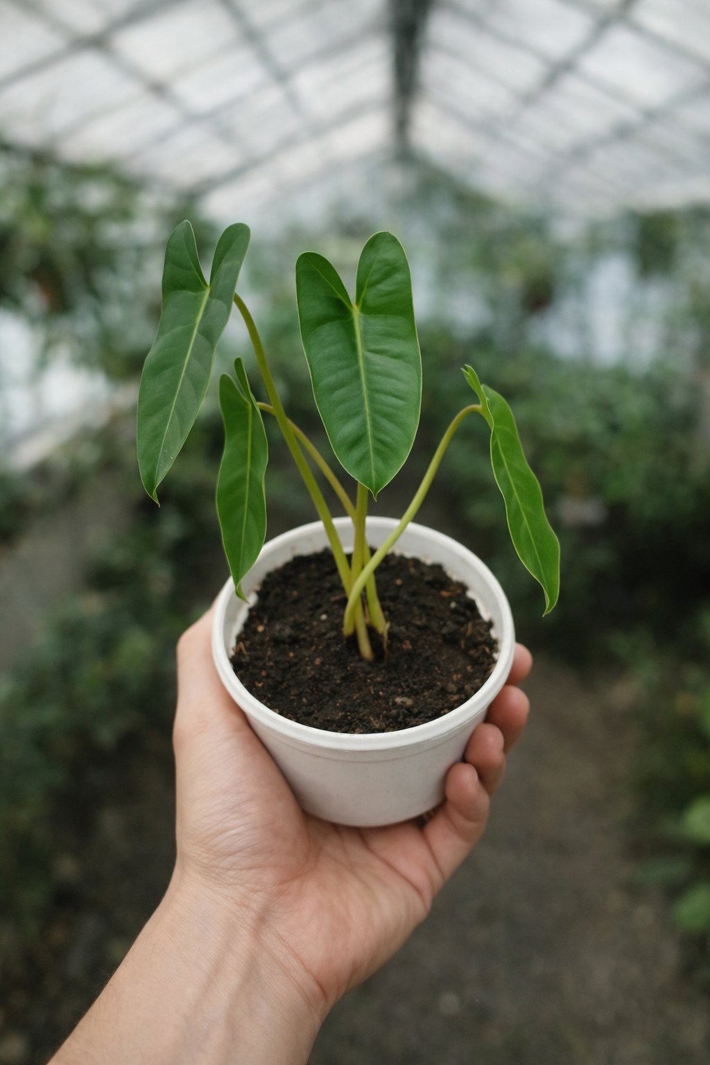 Philodendron Burle-Marx - AroidHouse