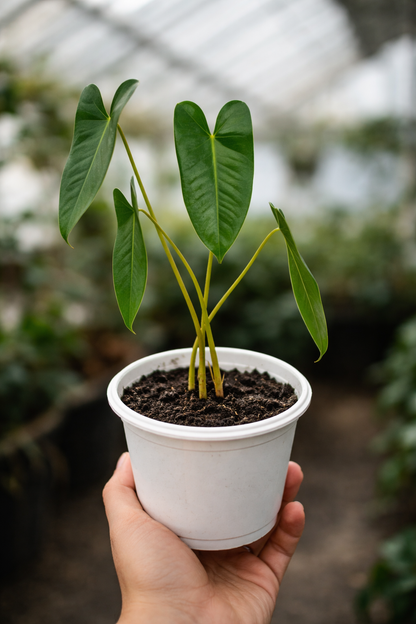 Philodendron Burle-Marx - AroidHouse