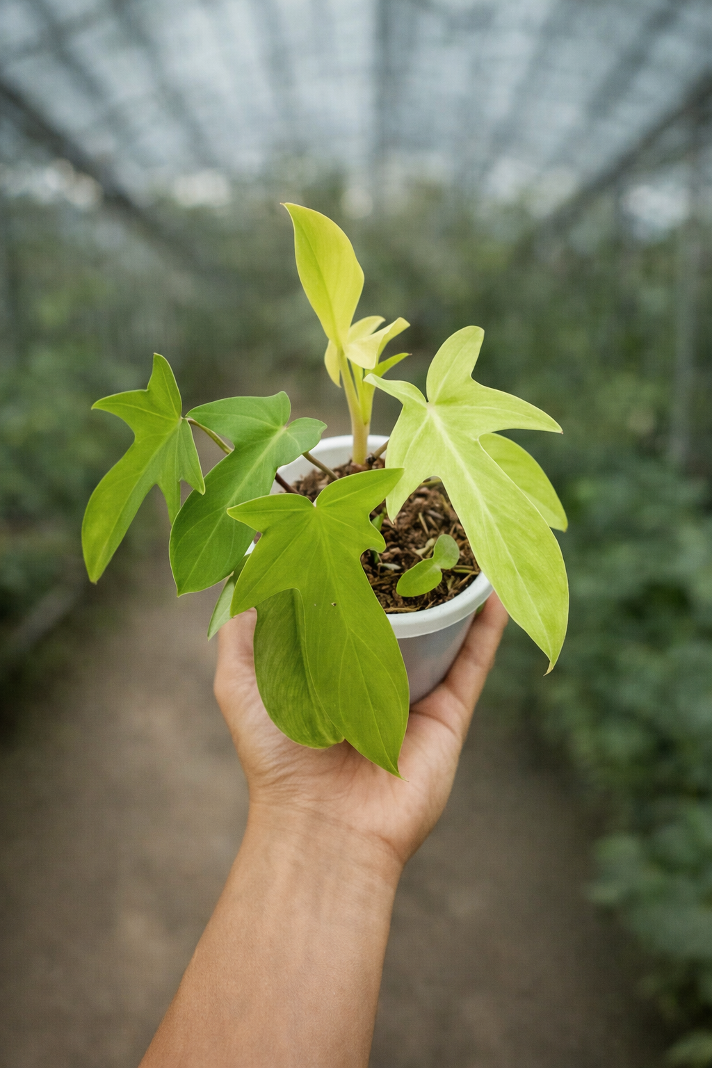 Philodendron Florida Ghost - AroidHouse