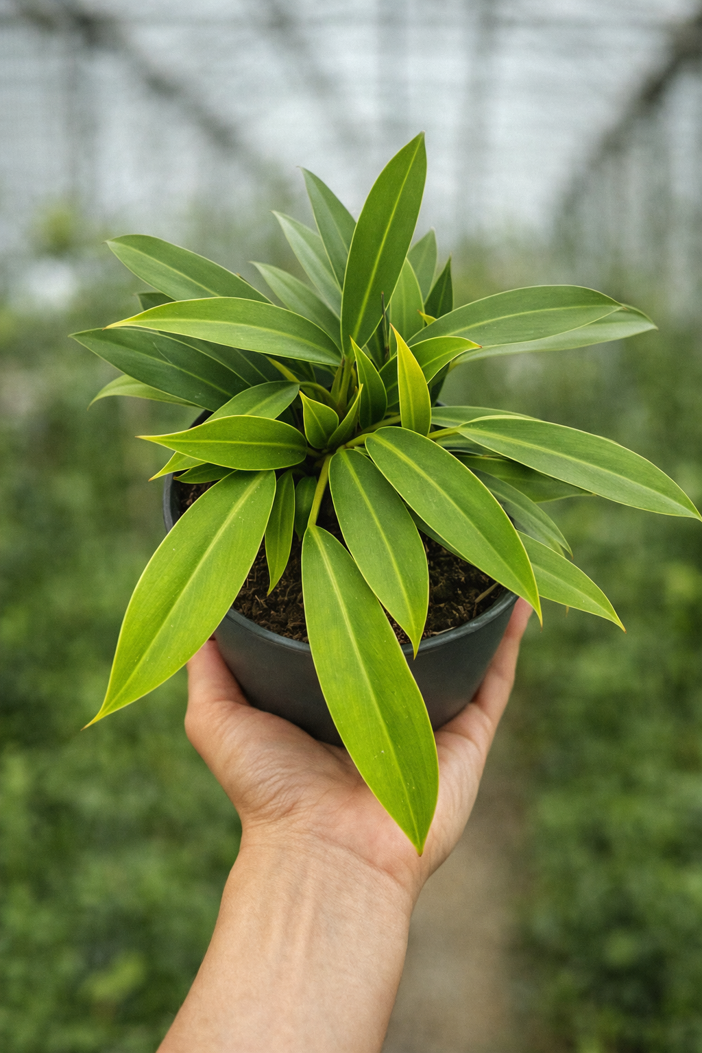 Philodendron Lil Phil - AroidHouse
