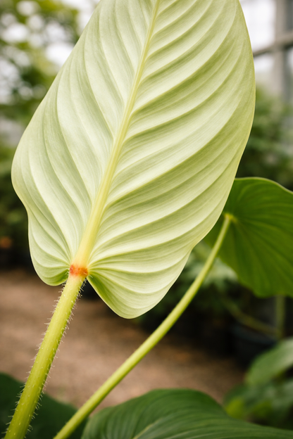 Philodendron Mamei (Silver Cloud) - AroidHouse