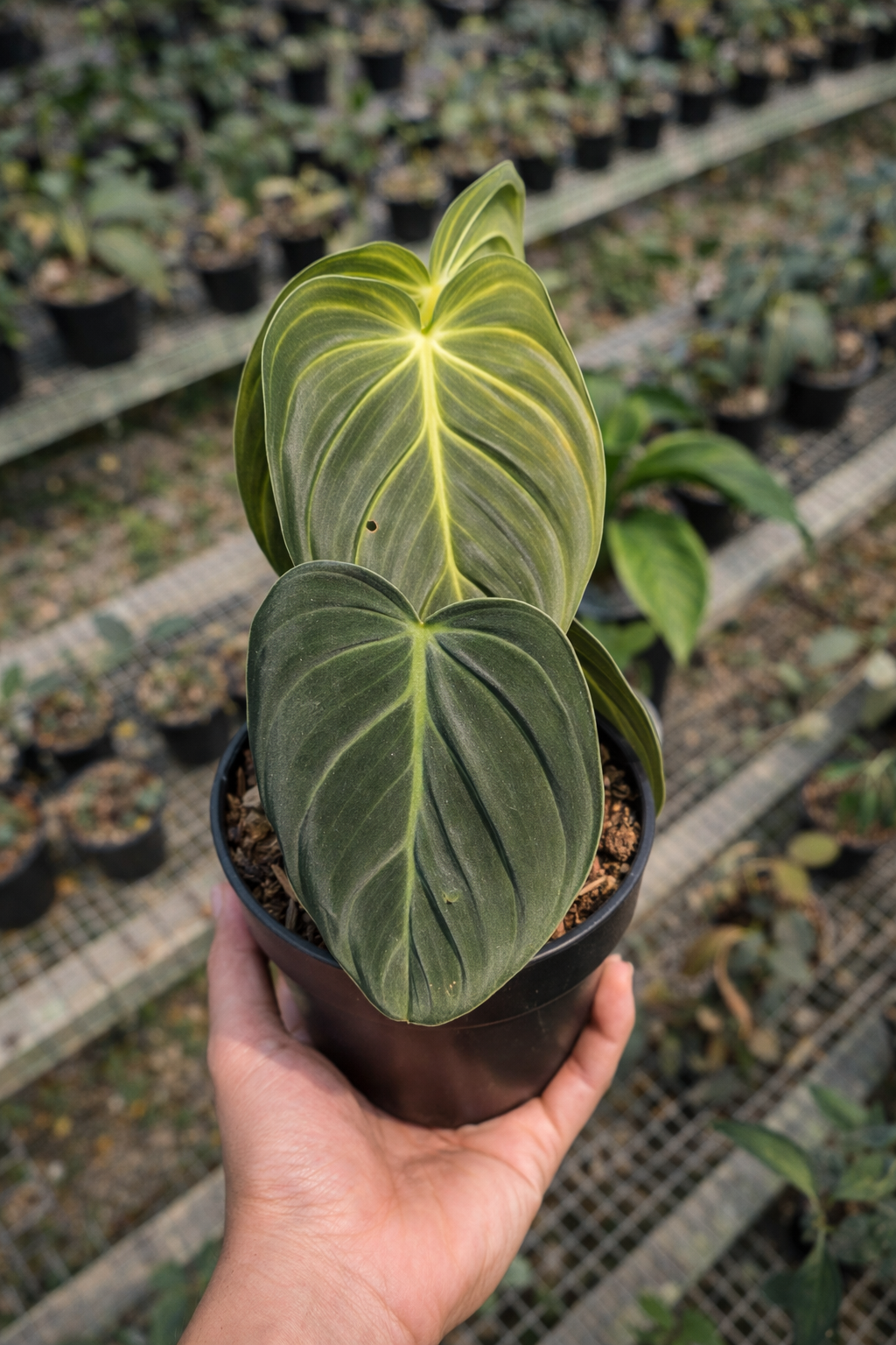 Philodendron Melanochrysum
