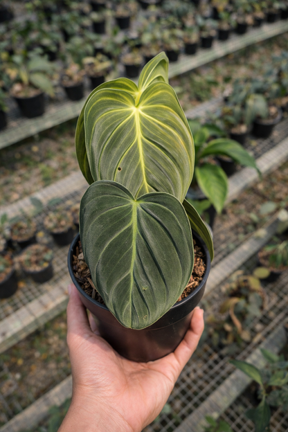 Philodendron Melanochrysum