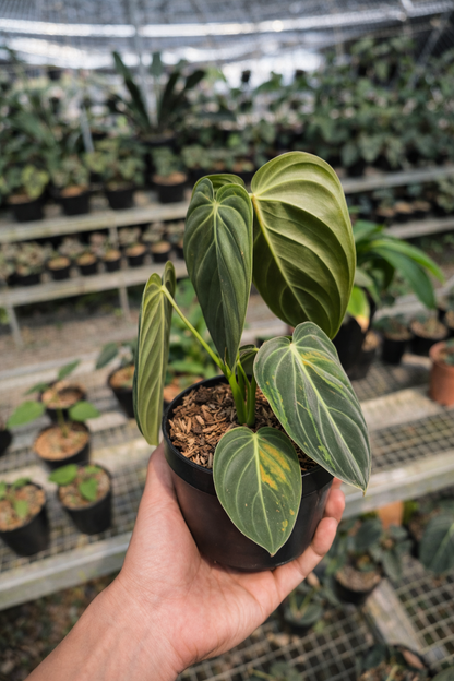 Philodendron Melanochrysum