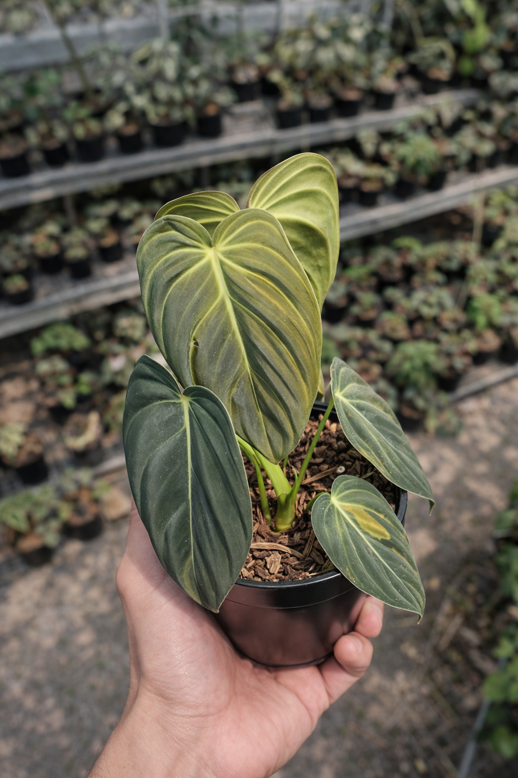 Philodendron Melanochrysum