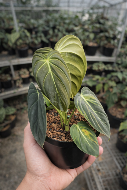 Philodendron Melanochrysum