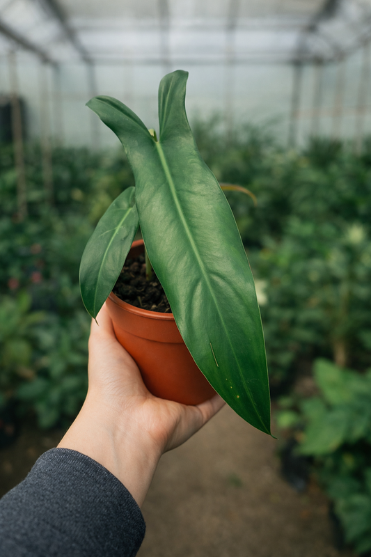 Philodendron Mexicanum