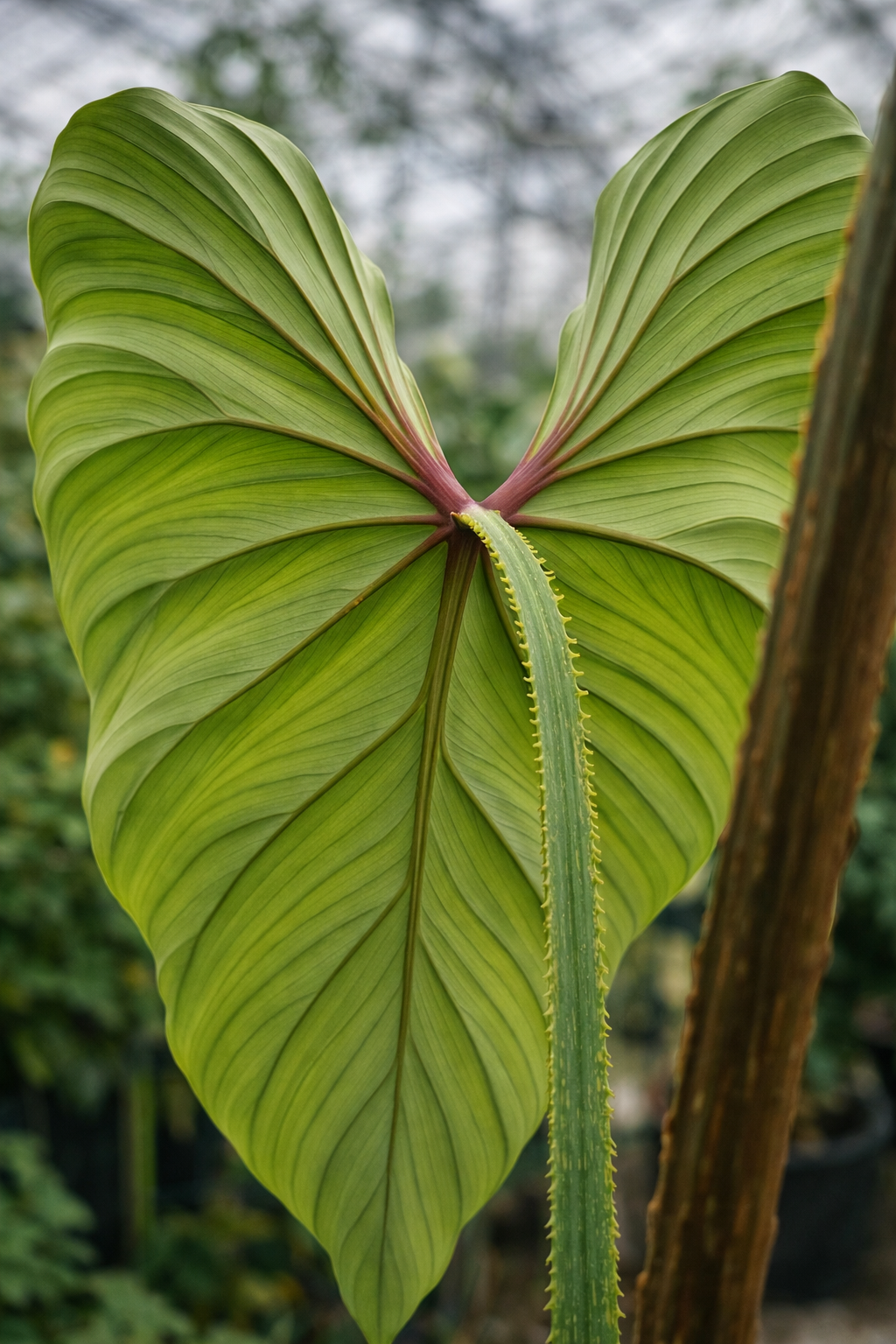 Philodendron Plowmanii