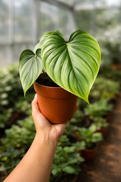Philodendron Plowmanii