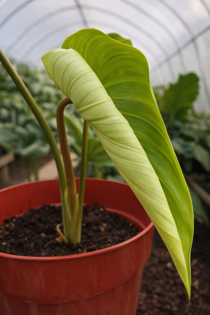 Philodendron Plowmanii