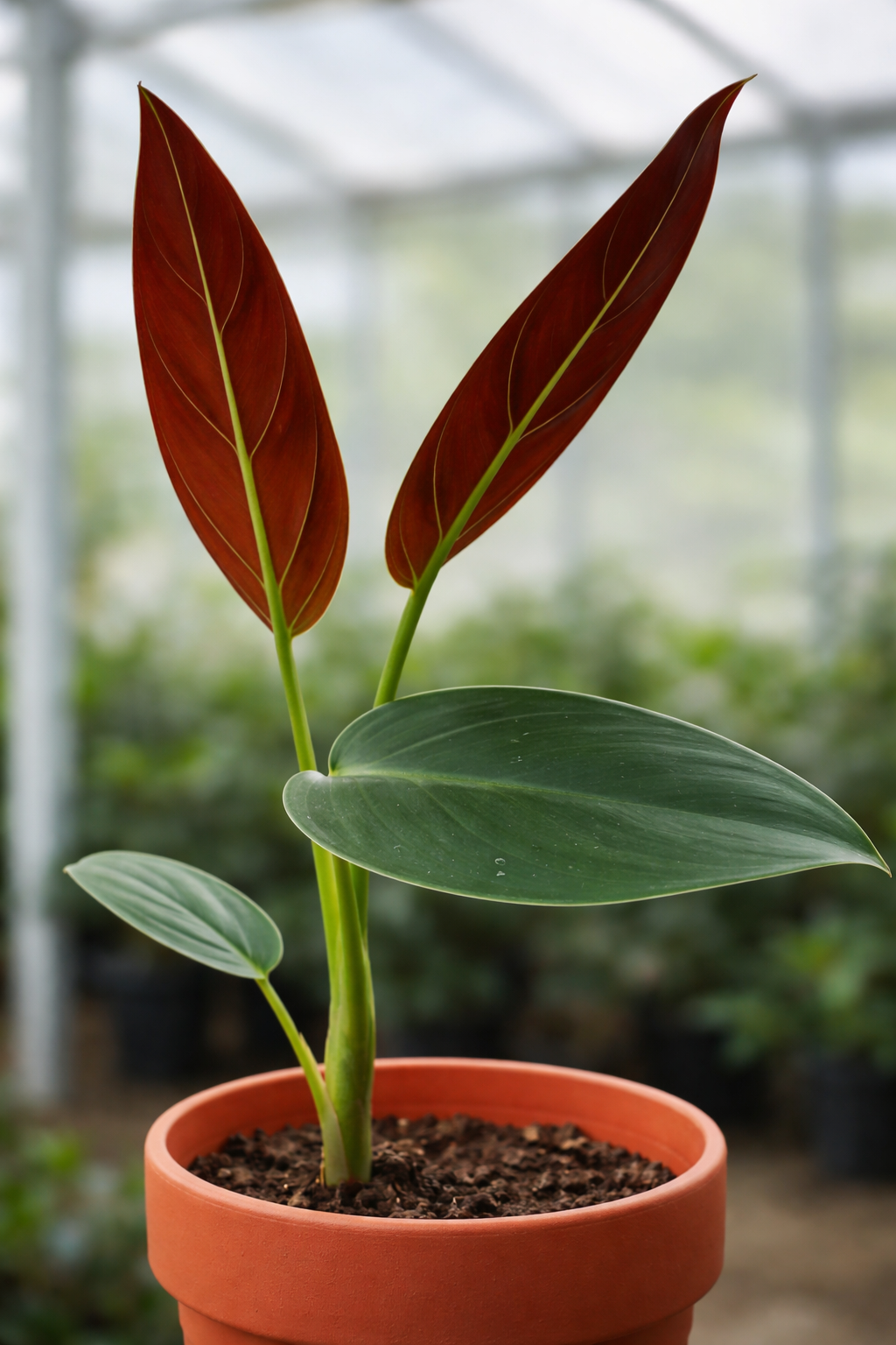 Philodendron Subhastatum