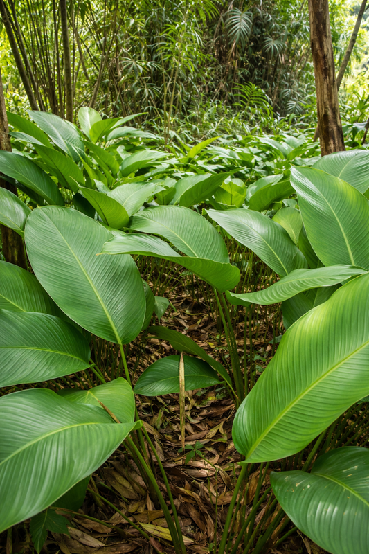 Calathea Phrynium Capitatum