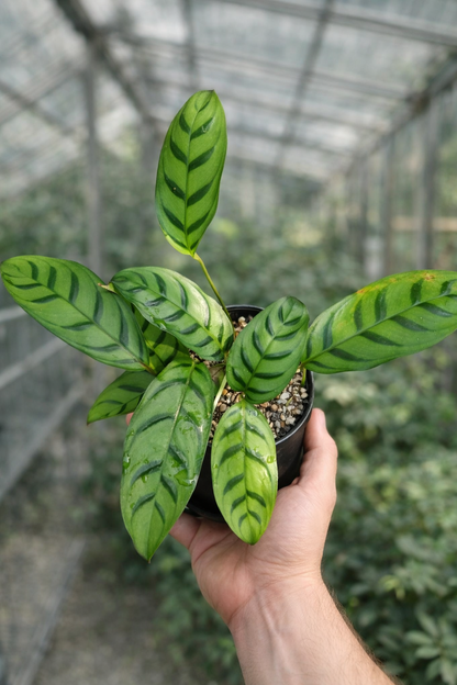 Ctenanthe Green Star