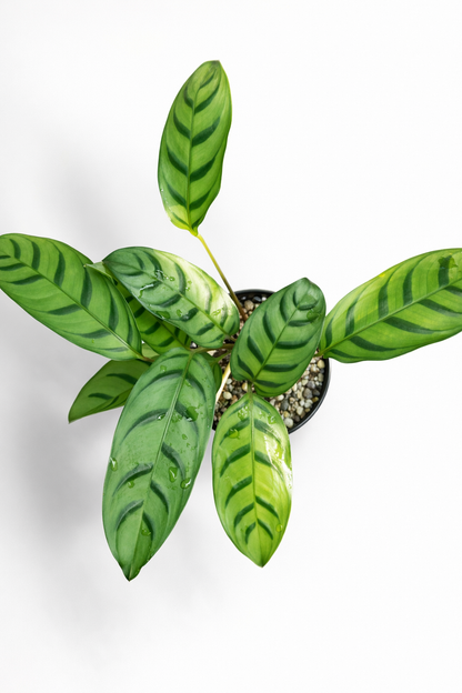 Ctenanthe Green Star