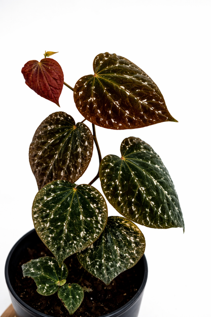 Piper Porphyrophyllum