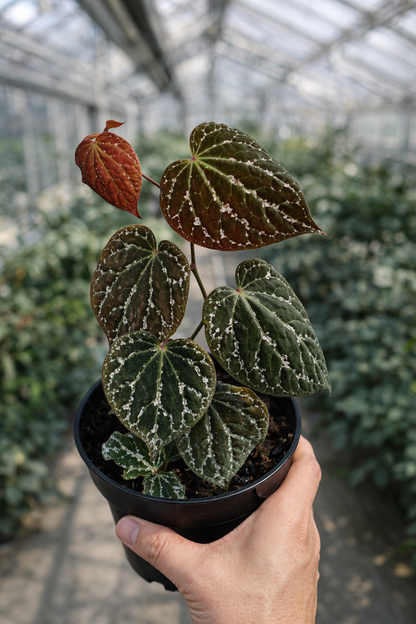 Piper Porphyrophyllum