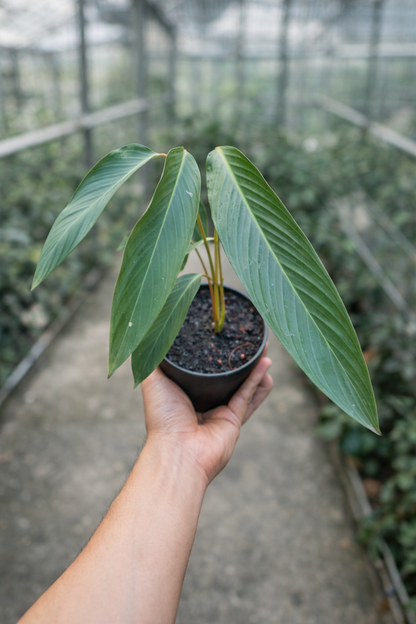 Pleiostachya Pruinosa