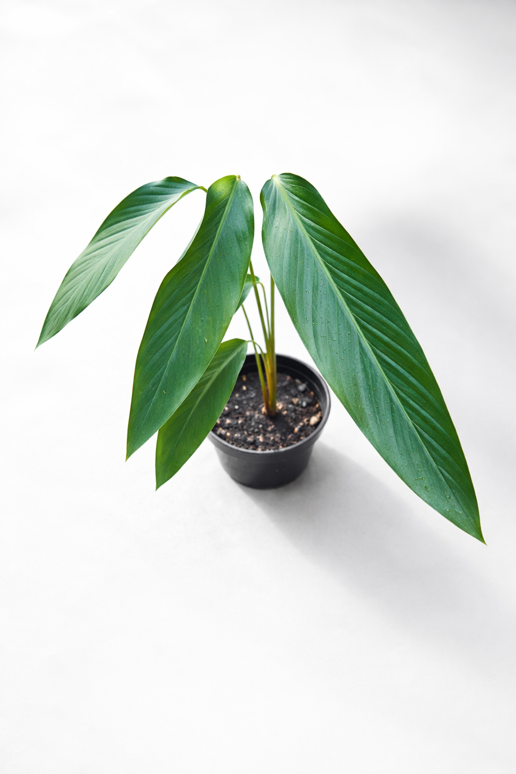 Pleiostachya Pruinosa