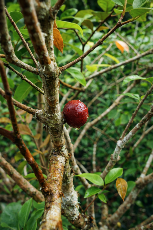 Brazillian Grape / Plinia Cauliflora