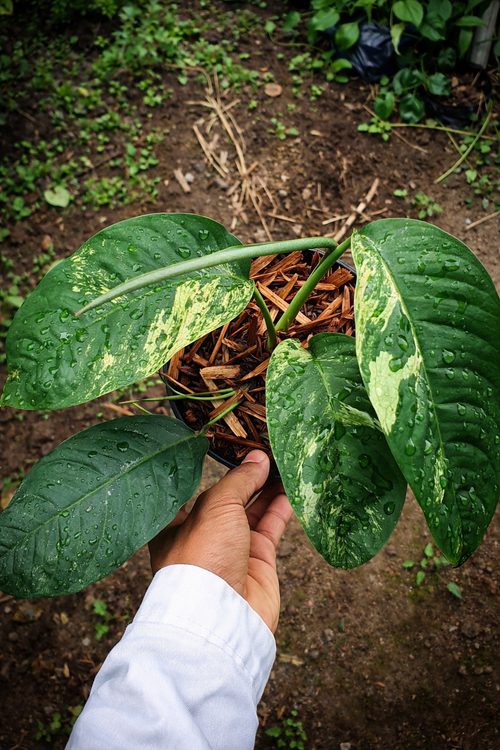 Rhaphidophora Foraminifera Variegata