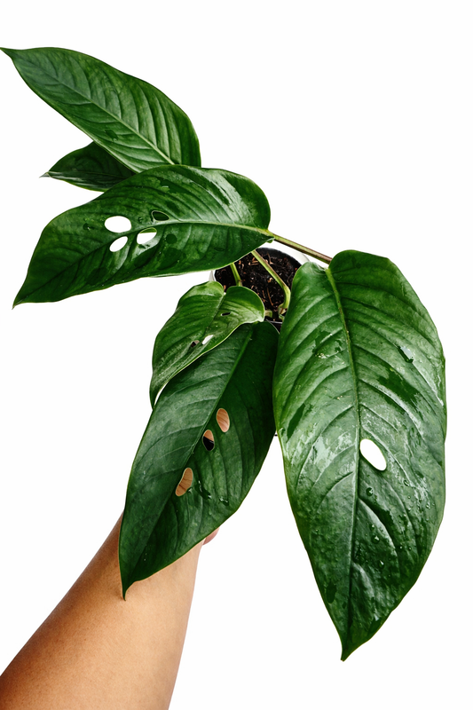 Rhaphidophora Foraminifera