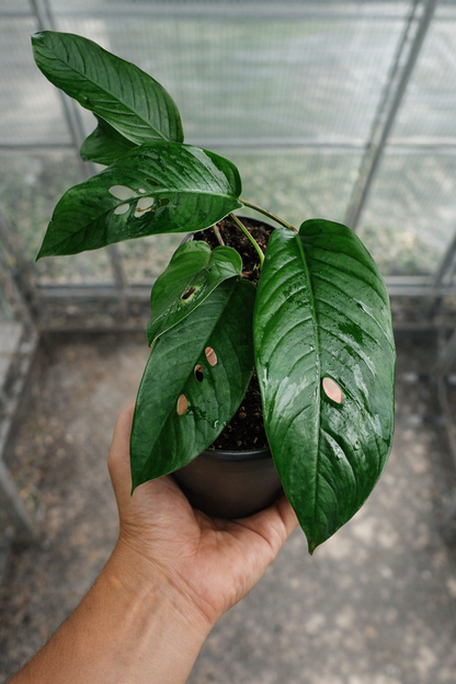 Rhaphidophora Foraminifera
