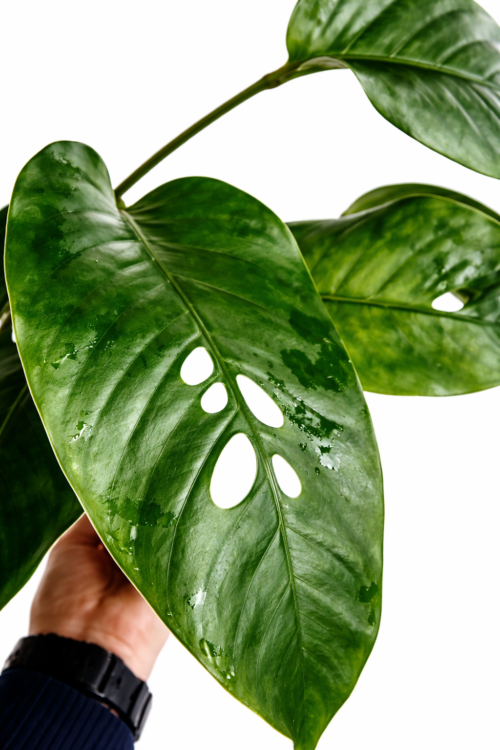 Rhaphidophora Foraminifera