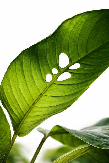 Rhaphidophora Foraminifera