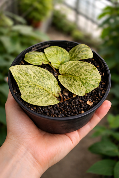 Rhaphidophora Korthalsii Variegata