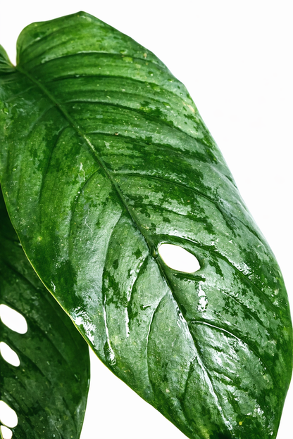 Rhaphidophora Foraminifera