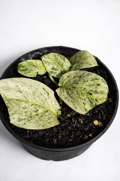 Rhaphidophora Korthalsii Variegata