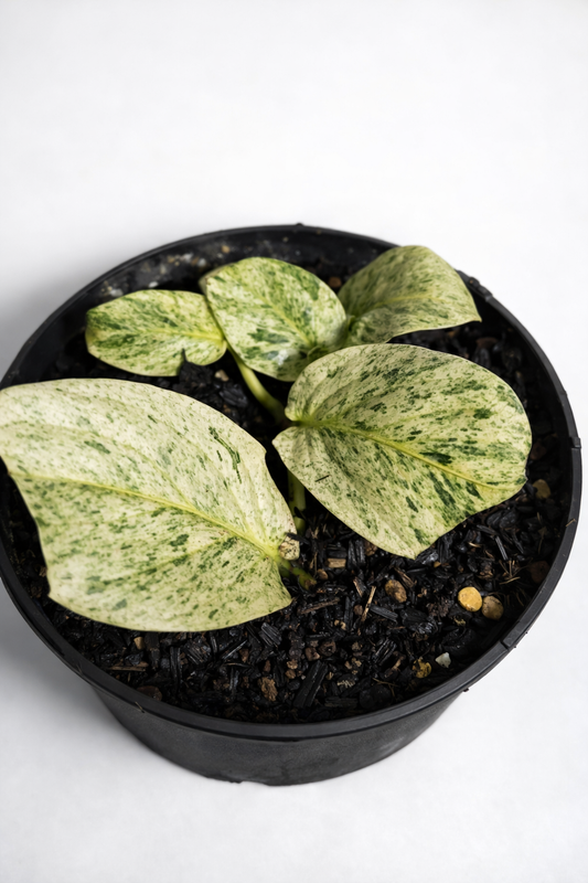 Rhaphidophora Korthalsii Variegata