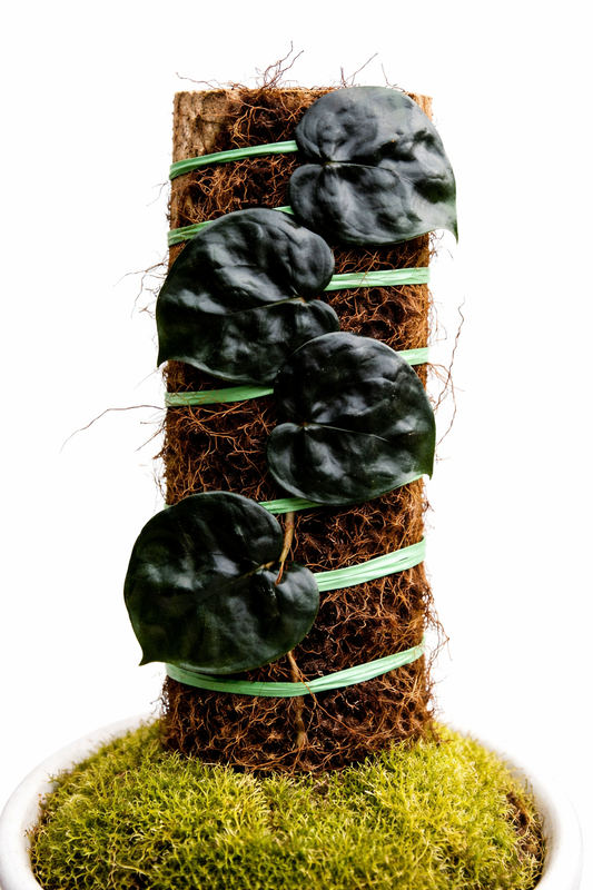 Scindapsus Black Mamba