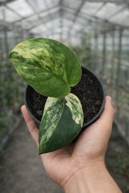 Scindapsus Jade Satin Variegata
