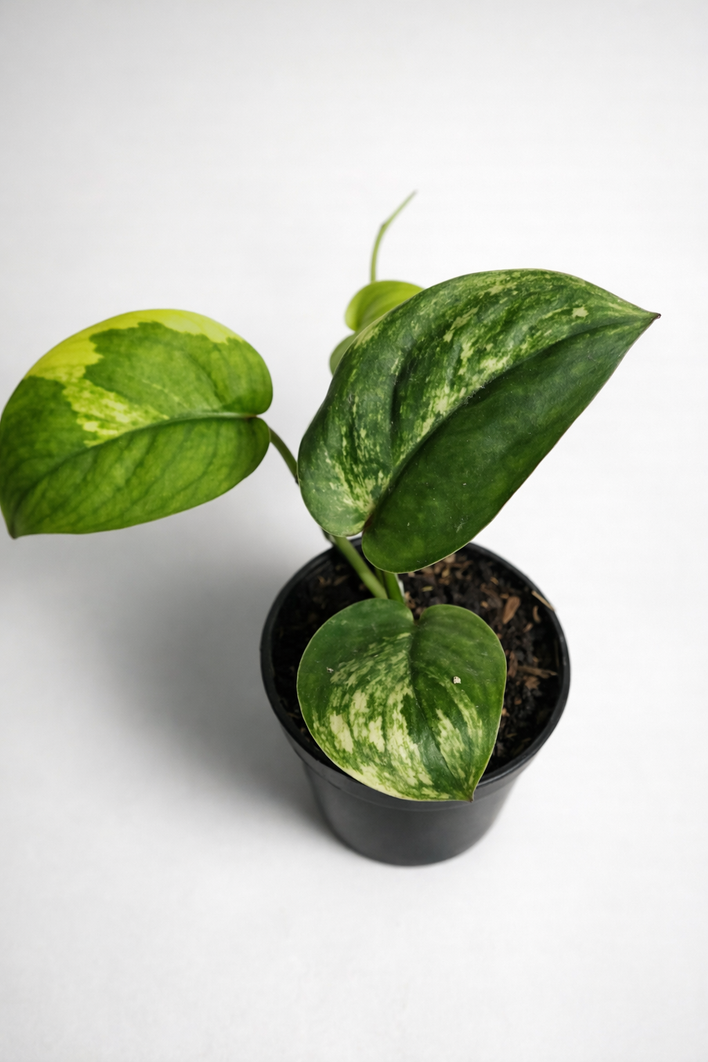Scindapsus Jade Satin Variegata