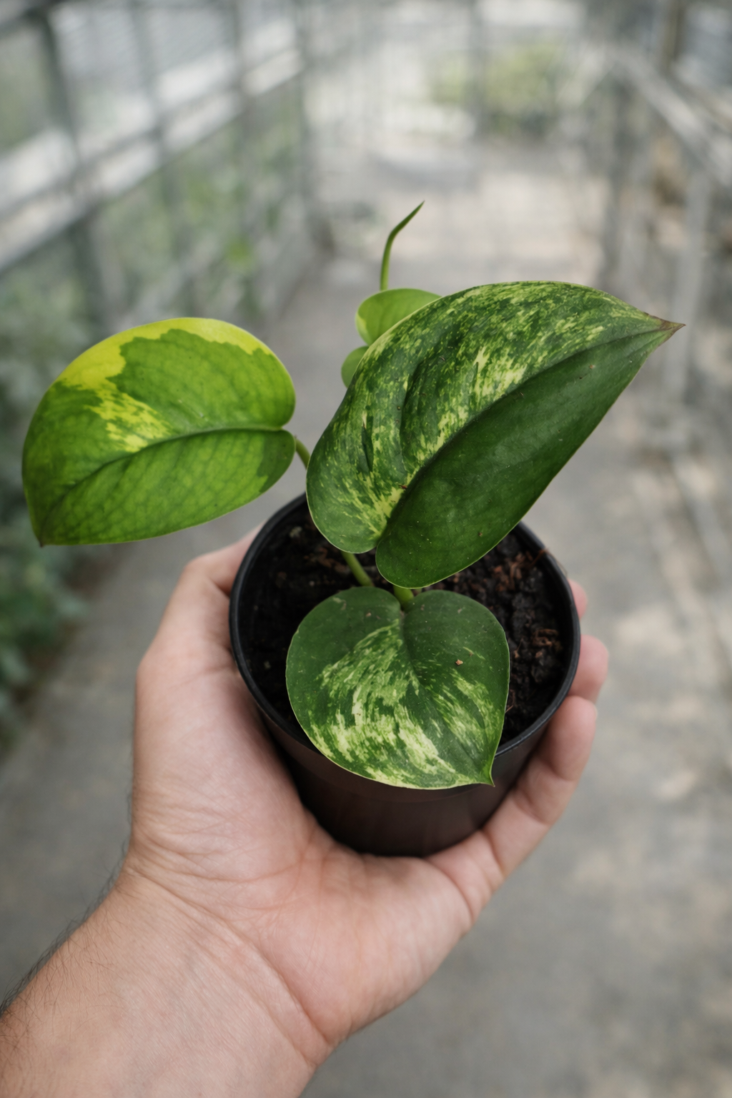 Scindapsus Jade Satin Variegata
