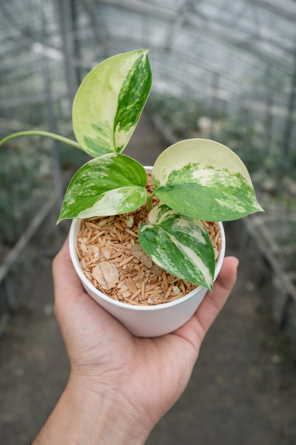 Scindapsus Jade Satin Variegata