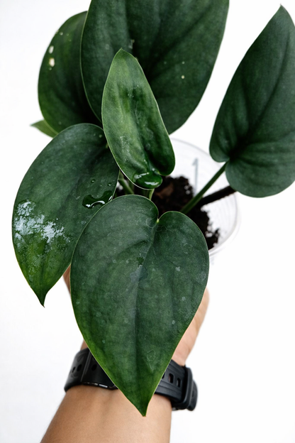 Scindapsus Jade Satin