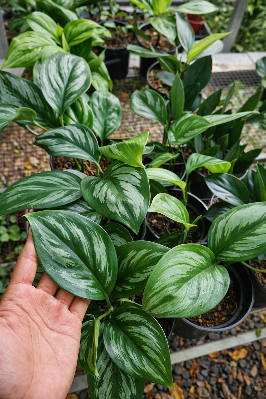 Scindapsus Officinalis