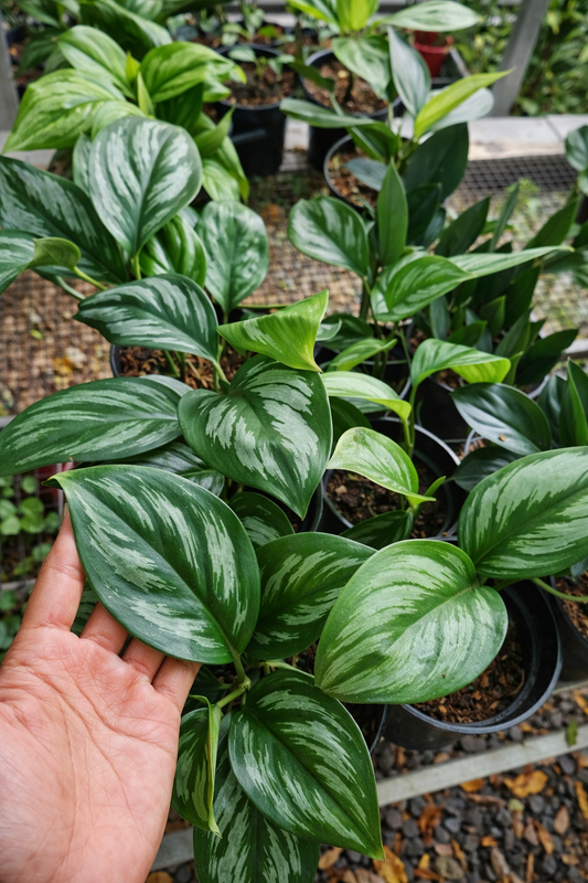 Scindapsus Officinalis